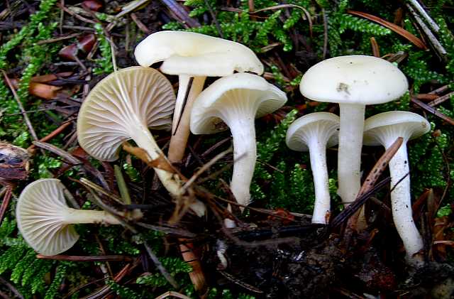 2005 :  Un anno di funghi